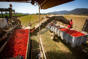 Conserve Italia coltiva 7 mila ettari di pomodoro in tutta Italia