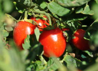 Coltivazioni di pomodoro