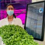 Ono Exponential Farming produce soprattutto insalate ed erbe aromatiche da vertical farming
