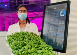 Ono Exponential Farming produce soprattutto insalate ed erbe aromatiche da vertical farming