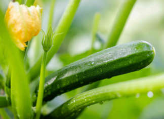 Perseverance, innovazione varietale nello zucchino di Rijk Zwaan