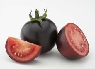 RedNoir, l'innovazione varietale nel pomodoro di Basf