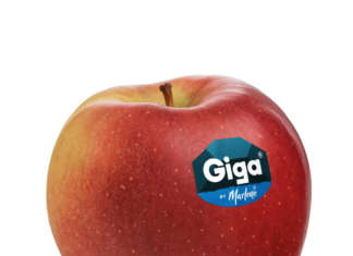 Giga by Marlene, la nuova mela del consorzio Vog arriva sul mercato