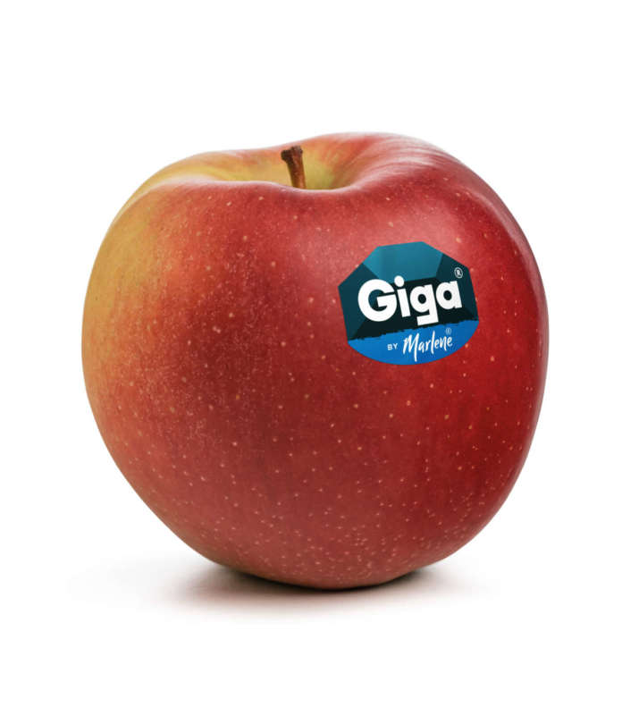 Giga by Marlene, la nuova mela del consorzio Vog arriva sul mercato
