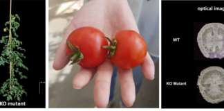Il pomodoro mutato con la tecnica del genome editing è fonte di vitamina D