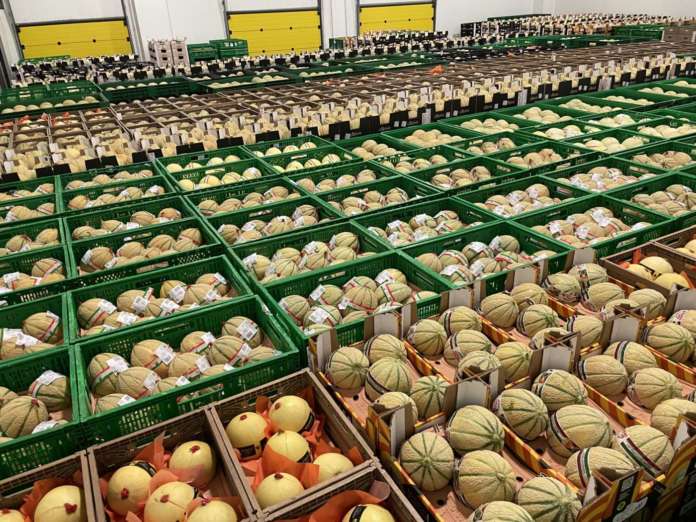Meloni prodotti dall'Agricola Don Camillo