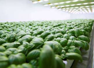 Planet Farms, coltivazioni di basilico in vertical farming