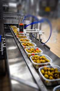 Fase della produzione olive Ficacci