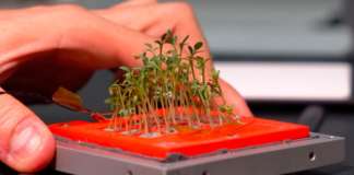 GreenCube , il micro-orto spaziale coltivato in idroponica