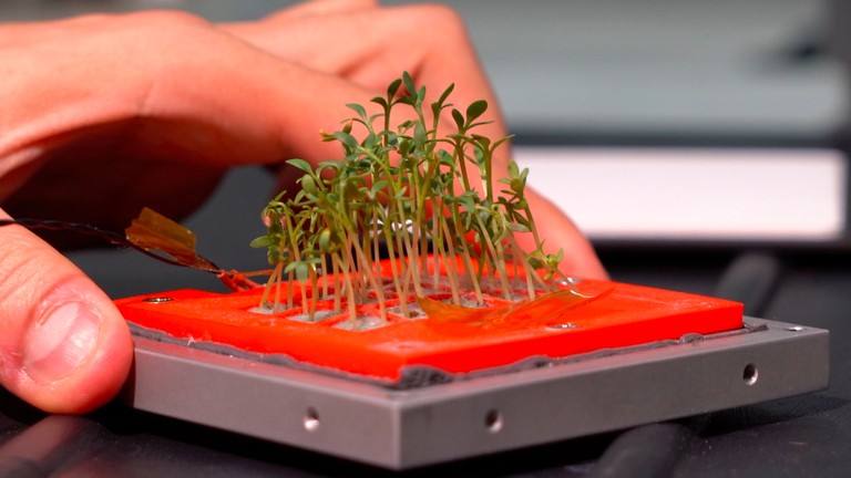 GreenCube , il micro-orto spaziale coltivato in idroponica
