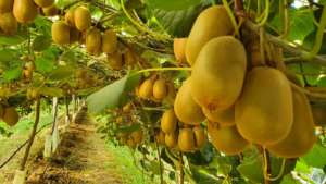 Jingold produce kiwi gialli, verdi, rossi e anche biologici