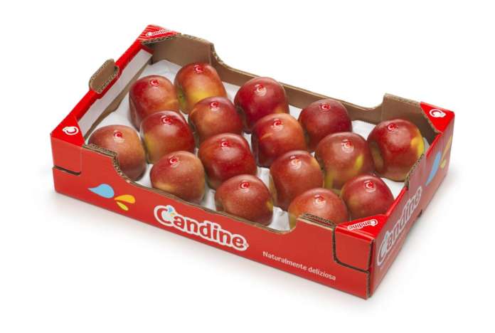 Apfruit è esclusivista di mela Candine sul territorio nazionale