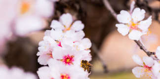 Attrarre api e impollinatori è importante nella produzione di mandorle