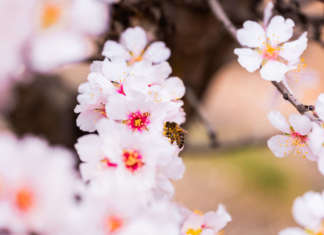 Attrarre api e impollinatori è importante nella produzione di mandorle