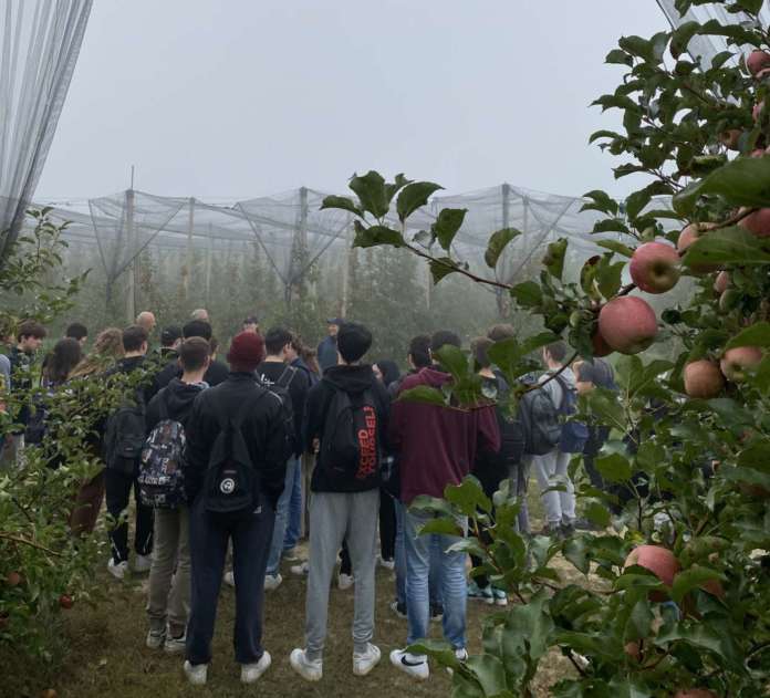 Studenti in vista in un frutteto Pink Lady