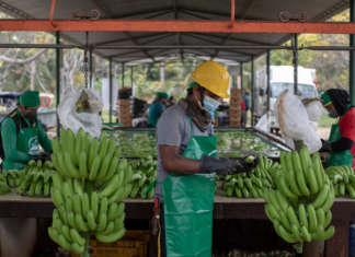 Banane a marchio Faitrade