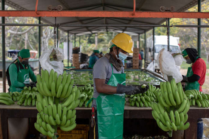 Banane a marchio Faitrade