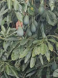 Avocado, la coltura è diffusa nel Meridione dell'Italia