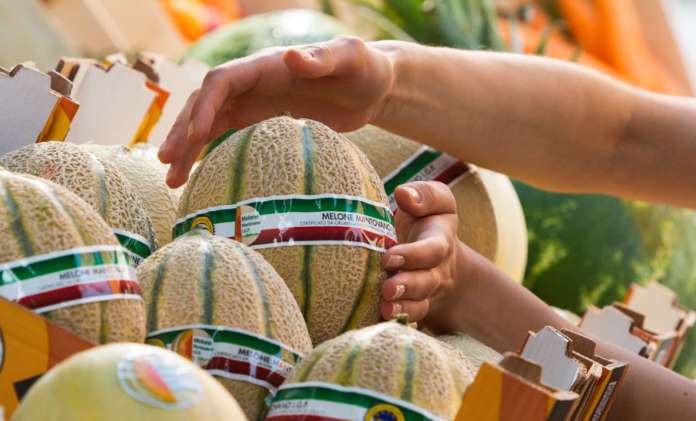 Buoni risultati dalla campagna 2022 del Melone Mantovano Igp