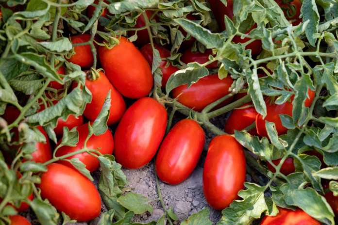 Fantix, la nuova varietà di pomodoro per l'industria sviluppata da Syngenta