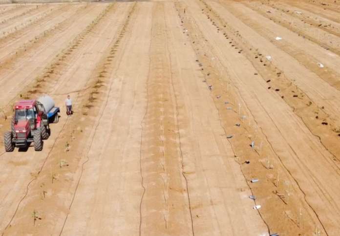 Campi di cereali coltivati ad avocado con il progetto sviluppato da Persea