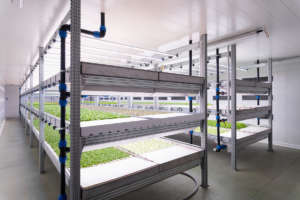 Insalate coltivate in idroponica, con la vertical farming