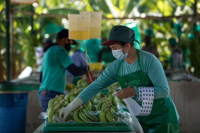 Produttori di banane in Perù, una delle filiere Fairtrade