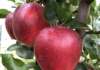La nuova varietà di mela CIVM65*/Desy sviluppata dal Civ