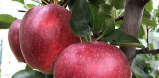 La nuova varietà di mela CIVM65*/Desy sviluppata dal Civ