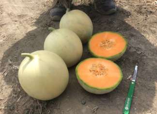 Melone Plaizir sviluppato da Hm.Clause