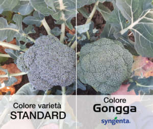 Broccolo Gongga, confronto colore