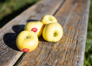 La mela yello, prodotta dai consorzi Vog e Vip