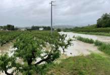 Frutteti sommersi in Romagna per l'alluvione