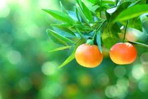 La produzione delle clementine di Calabria Igp quest'anno appare in ritardo
