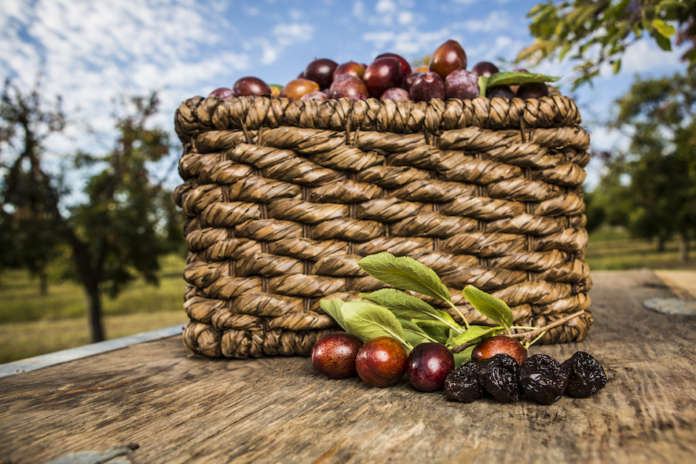 La California è il più grande produttore mondiale di prugne secche con frutteti in 14 contee