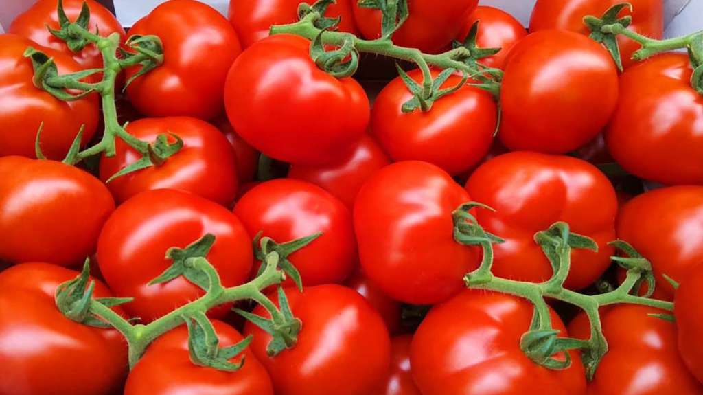 Rivaldo F1, il pomodoro a grappolo sviluppato da Cora Seeds per i produttori siciliani