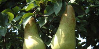 Abate Fetel, una delle cultivar della Pera dell'Emilia-Romagna Igp