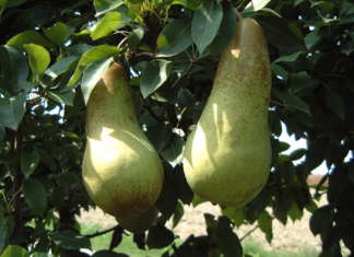 Abate Fetel, una delle cultivar della Pera dell'Emilia-Romagna Igp