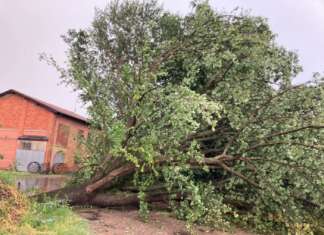 I danni portati da vento, pioggia e grandine in Valsamoggia, nel Bolognese