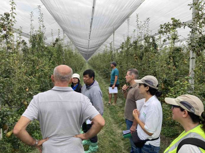 Ispezione di pere italiane in Emilia-Romagna, la regione che ha la maggiore produzione in Italia