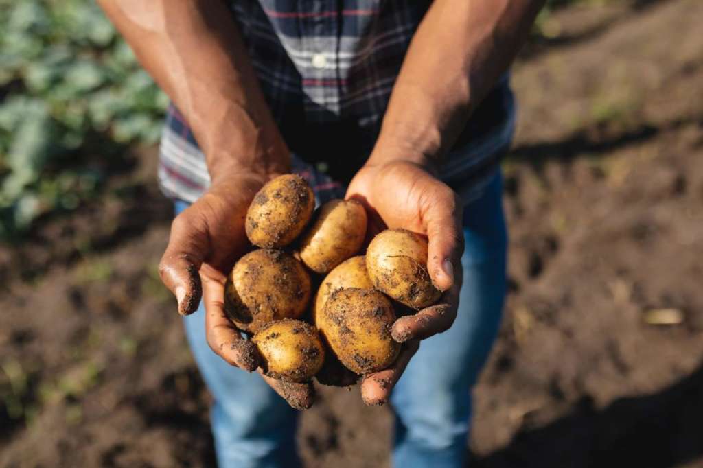 La ricerca punta a sviluppare cultivar di patate più sostenibili