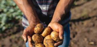 La ricerca punta a sviluppare cultivar di patate più sostenibili