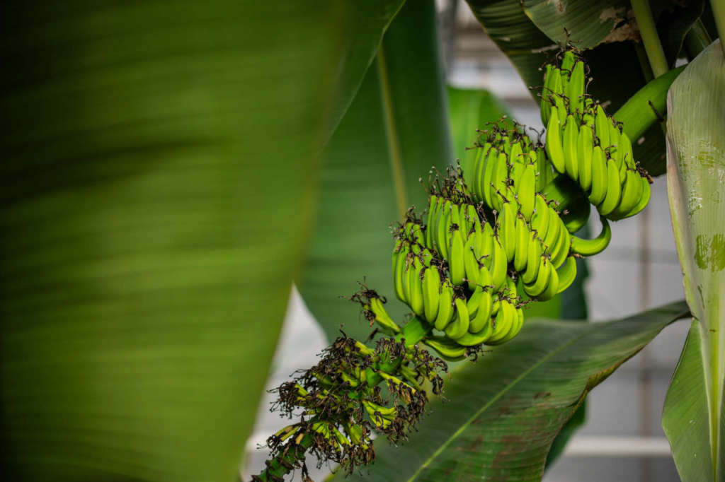 Il brand Chiquita punta a rendere la produzione di banane più sostenibili