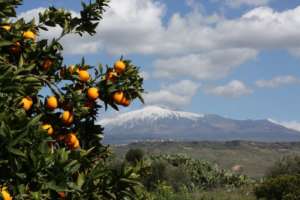 Le arance Barbera prodotte ai piedi dell'Etna