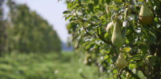 La produzione di pere italiane è da anni in calo a causa del cambiamento climatico e fitopatie