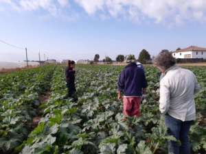 Prove in campo a Bologna dello Zucchino Bolognese, al centro di un progetto di breeding
