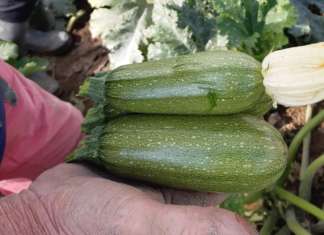 Lo Zucchino Bolognese al centro di un programma di breeding
