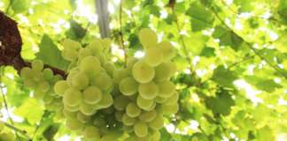La Puglia è la regione leader in Europa per l'uva da tavola, una delle voci del nostro export frutticolo