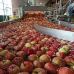 Nuovo impianto mele Agrintesa a Campagnola di Zevio, sede anche di Brio