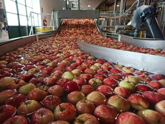 Nuovo impianto mele Agrintesa a Campagnola di Zevio, sede anche di Brio